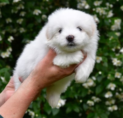 Les chiots de Coton de Tulear