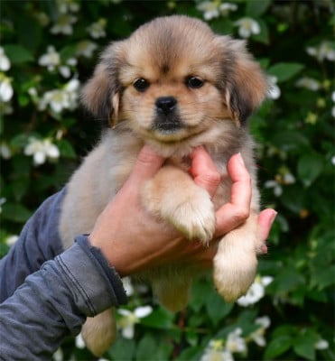 Les chiots de Epagneul tibetain