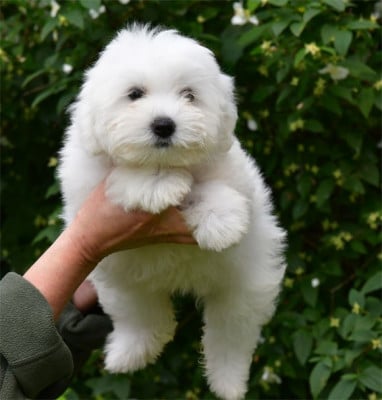Les chiots de Coton de Tulear