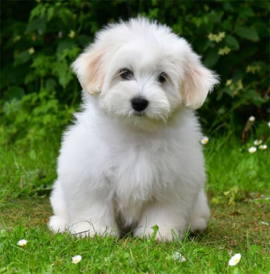 Les chiots de Coton de Tulear