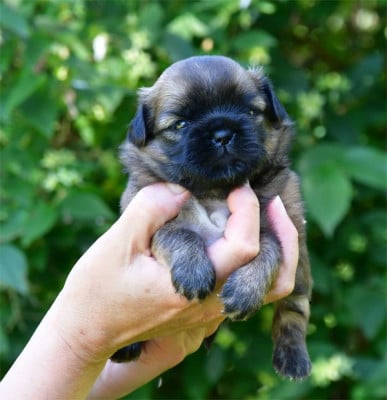 Les chiots de Epagneul tibetain