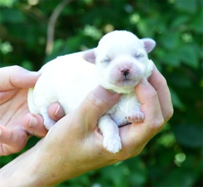 Les chiots de Coton de Tulear