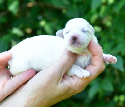 Les chiots de Coton de Tulear