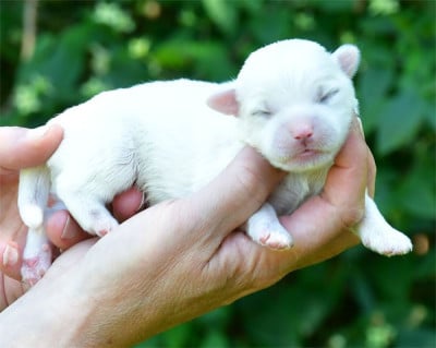 Les chiots de Coton de Tulear