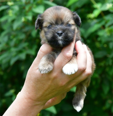 Les chiots de Lhassa Apso