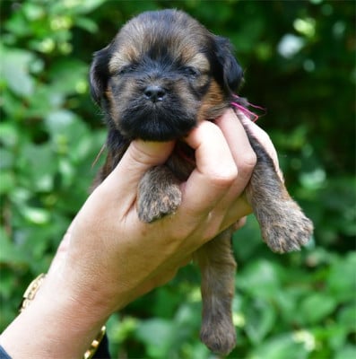 Les chiots de Lhassa Apso