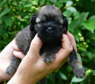 Les chiots de Lhassa Apso