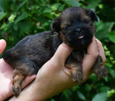 Les chiots de Lhassa Apso