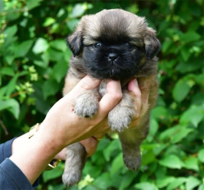 Les chiots de Epagneul tibetain