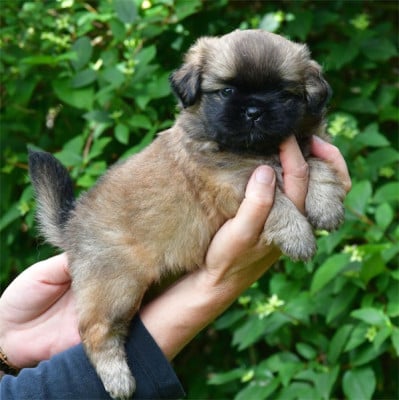 Les chiots de Epagneul tibetain