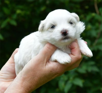 Les chiots de Coton de Tulear