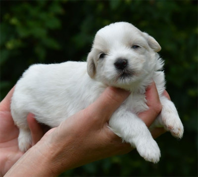 Les chiots de Coton de Tulear