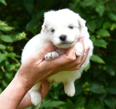 Les chiots de Coton de Tulear