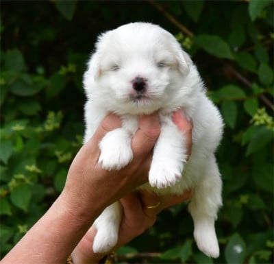 Les chiots de Coton de Tulear