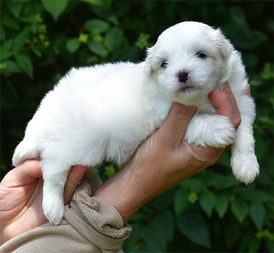 Les chiots de Coton de Tulear