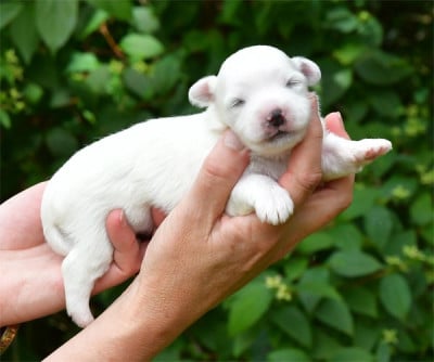 Les chiots de Coton de Tulear