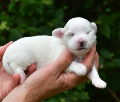 Les chiots de Coton de Tulear
