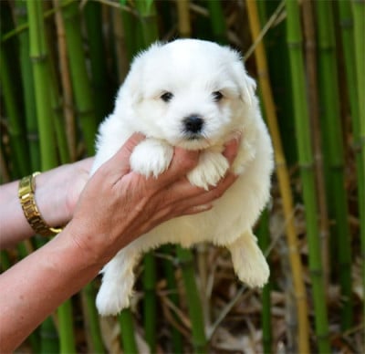 Les chiots de Coton de Tulear