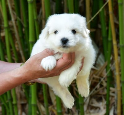 Les chiots de Coton de Tulear
