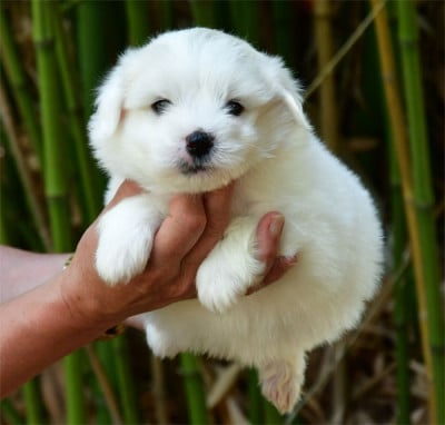 Les chiots de Coton de Tulear