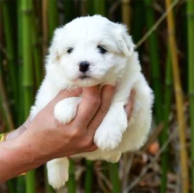 Les chiots de Coton de Tulear