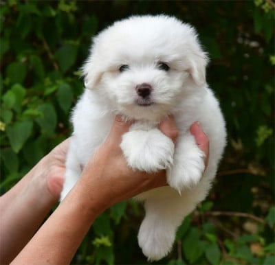 Les chiots de Coton de Tulear
