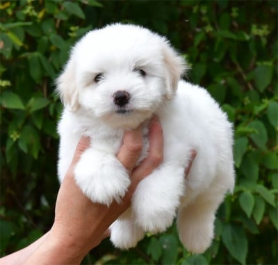 Les chiots de Coton de Tulear