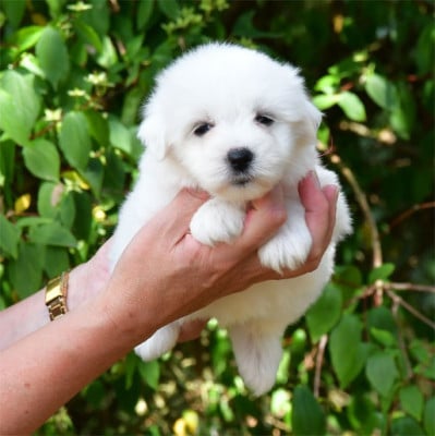 Les chiots de Coton de Tulear