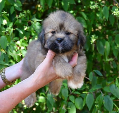 Les chiots de Lhassa Apso