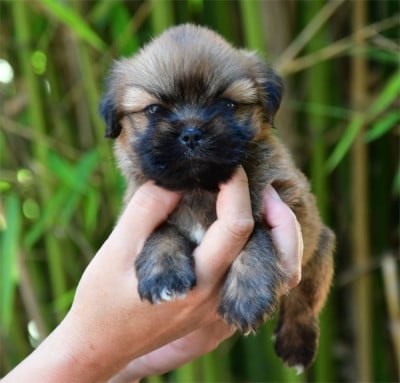 Les chiots de Lhassa Apso