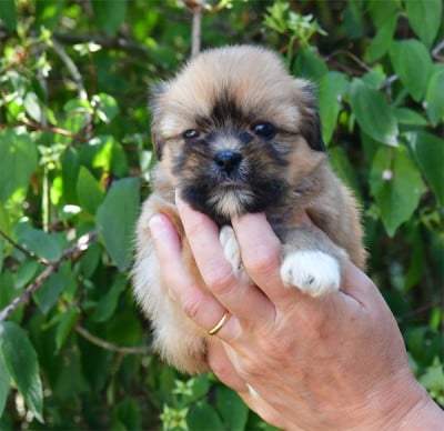 Les chiots de Lhassa Apso