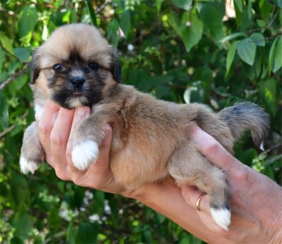 Les chiots de Lhassa Apso