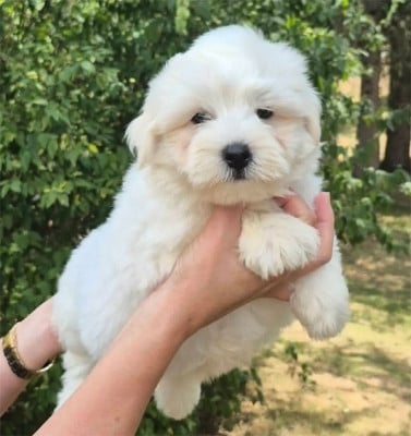 Les chiots de Coton de Tulear