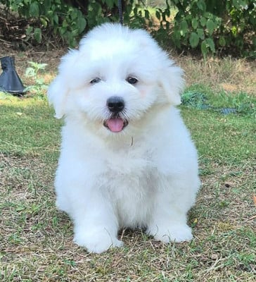 Les chiots de Coton de Tulear