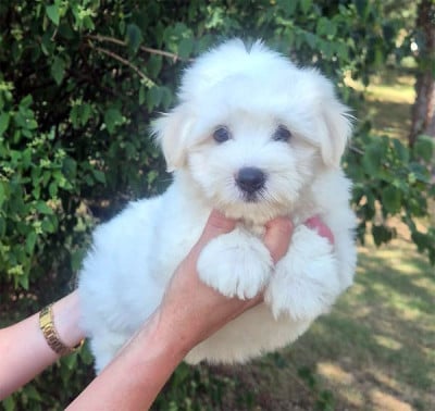 Les chiots de Coton de Tulear