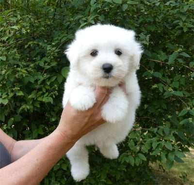 Les chiots de Coton de Tulear