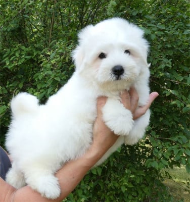 Les chiots de Coton de Tulear