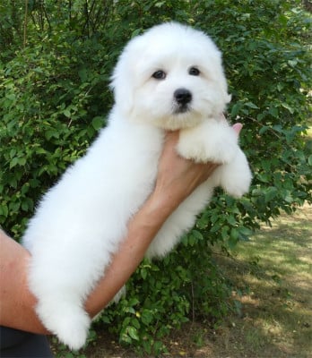 Les chiots de Coton de Tulear