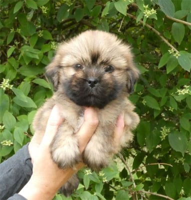 Les chiots de Lhassa Apso