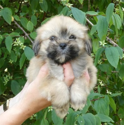 Les chiots de Lhassa Apso