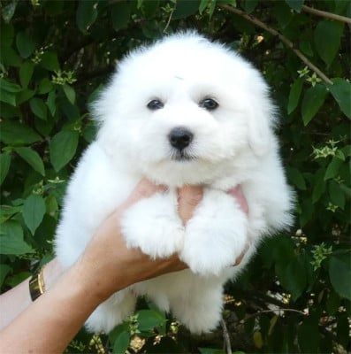 Les chiots de Coton de Tulear