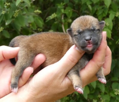 Les chiots de Shiba