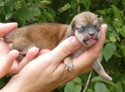 Les chiots de Shiba