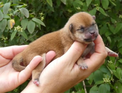 Les chiots de Shiba
