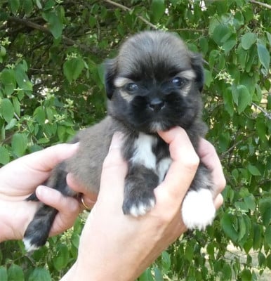 Les chiots de Lhassa Apso
