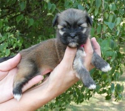Les chiots de Lhassa Apso