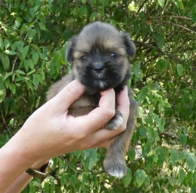Les chiots de Lhassa Apso