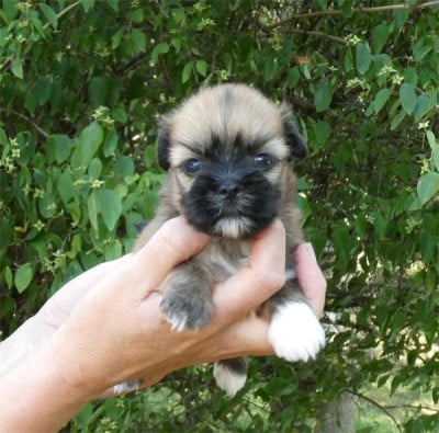 Les chiots de Lhassa Apso