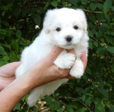 Coton de Tulear