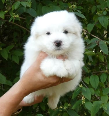 Chiot N°3 - Coton de Tulear